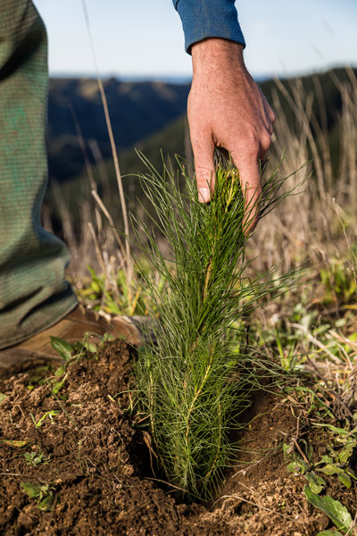 Pan-Pac-Planting-a-Tree